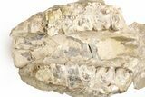 Fossil Running Rhino (Subhyracodon) Partial Skull - Wyoming #216121-9